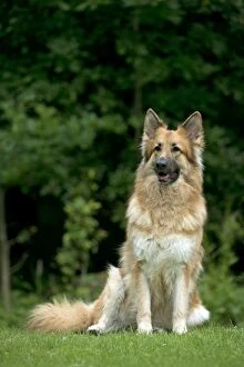 DOG - German shepherd dog sitting in garden