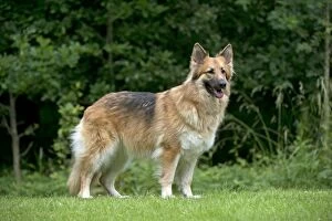 DOG - German shepherd dog standing in garden