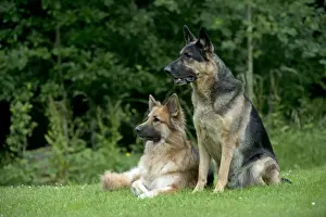 DOG - German shepherd dogs - sitting together in garden