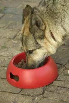 Dog - German Shepherd - eating wet food from bowl