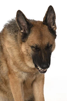 Images Dated 15th April 2020: DOG. German Shepherd, head & shoulders, face