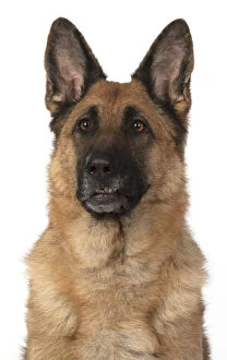 Images Dated 15th April 2020: DOG. German Shepherd, head & shoulders, face