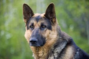 Images Dated 30th May 2008: Dog - German Shepherd, male, sitting, portrait