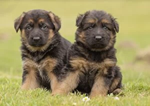 Shepherds Gallery: Dog German Shepherd Puppies