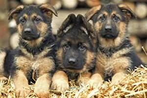 Herd Breeds Collection: Dog - German Shepherd - three puppies
