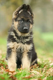 Fluffy Collection: Dog - German Shepherd puppy