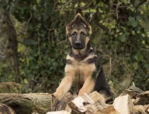 Dog German Shepherd puppy