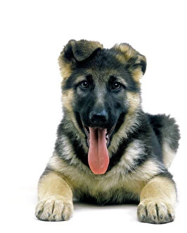 Mouths Collection: Dog - German Shepherd puppy