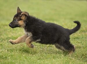 Dog German Shepherd puppy running