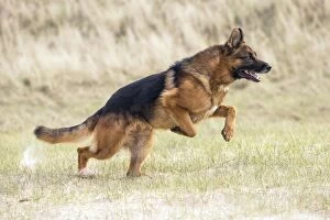 Images Dated 22nd March 2016: Dog German Shepherd running