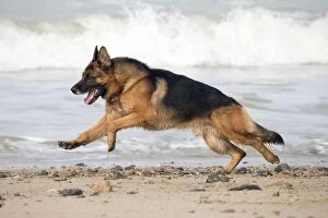 Images Dated 22nd March 2016: Dog German Shepherd running on the beach