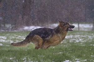 Images Dated 27th March 2013: Dog - German Shepherd - running in snow