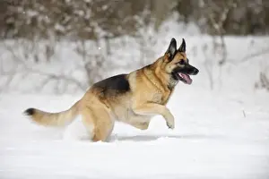 DOG. German shepherd running through the snow
