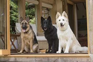 Shepherds Gallery: Dog German Shepherd (sable,white & black)    Dog German Shepherd (sable,white & black)