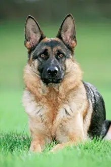 Dog - German Shepherd sitting on grass
