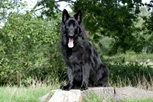 Dog - German Shepherd sitting on tree stump with tongue sticking out