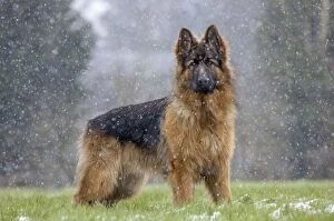 Images Dated 24th February 2013: Dog - German Shepherd - in snow