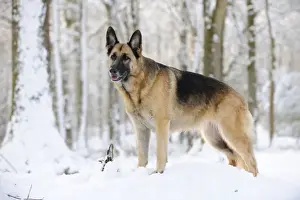 DOG. German shepherd standing in the snow