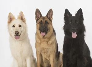Dog German Shepherd (white, black & sable)