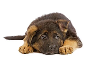Dog - German Shephern / Alsatian puppy