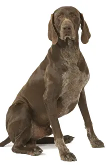 Dog - German short-haired pionter in studio