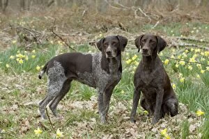 Images Dated 14th April 2013: DOG - German short-haired pointer