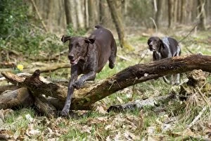 Images Dated 14th April 2013: DOG - German short-haired pointer jumping over
