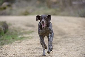 Images Dated 14th April 2013: DOG - German short-haired pointer running