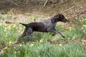 Images Dated 14th April 2013: DOG - German short-haired pointer running through daffodils