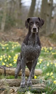 Images Dated 14th April 2013: DOG - German short-haired pointer standing on fallen