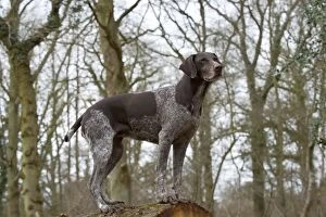 Images Dated 14th April 2013: DOG - German short-haired pointer standing on fallen