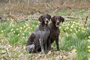 Images Dated 14th April 2013: DOG - German short-haired pointers