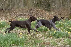 Images Dated 14th April 2013: DOG - German short-haired pointers running through