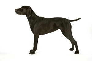 Images Dated 6th July 2007: DOG - German shorthaired pointer