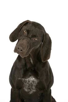 Images Dated 6th July 2007: DOG - German shorthaired pointer
