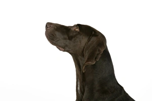 Images Dated 6th July 2007: DOG - German shorthaired pointer