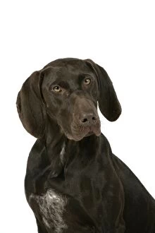 Images Dated 6th July 2007: DOG - German shorthaired pointer
