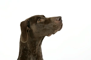 Images Dated 6th July 2007: DOG. German shorthaired pointer