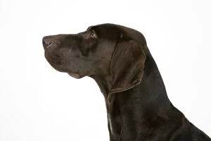 Images Dated 6th July 2007: DOG. German shorthaired pointer