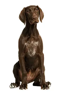 Dog - German Shorthaired Pointer - 4 month old puppy