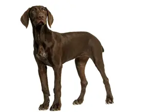 Dog - German Shorthaired Pointer - 4 month old puppy