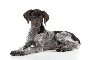 Rest Prints: DOG - German Shorthaired Pointer - laying down