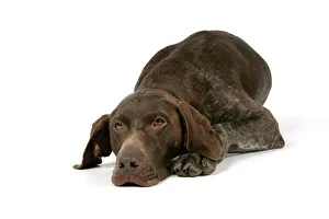 Images Dated 6th July 2007: DOG - German shorthaired pointer lying down