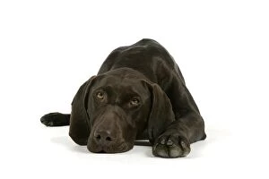 Images Dated 6th July 2007: DOG - German shorthaired pointer lying down