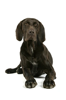 Images Dated 6th July 2007: DOG - German shorthaired pointer lying down