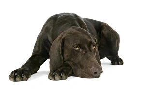 Images Dated 6th July 2007: DOG - German shorthaired pointer lying down