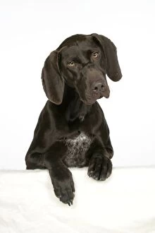 Images Dated 6th July 2007: DOG - German shorthaired pointer with paws over ledge