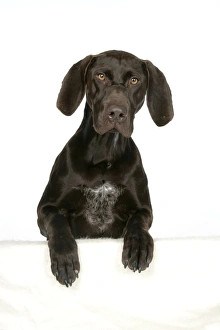 Images Dated 6th July 2007: DOG - German shorthaired pointer with paws over ledge