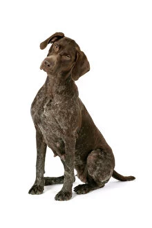 Images Dated 6th July 2007: DOG. German shorthaired pointer sitting down