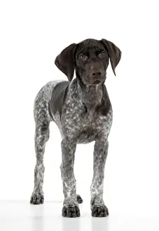 DOG - German Shorthaired Pointer - standing